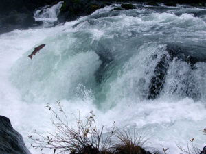 Wild and endangered Coho salmon, North Umpqua River, Deadline Falls by Francis Eatherington